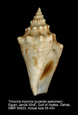 Tricornis tricornis (14).jpg - Tricornis tricornis(Lightfoot,1786)